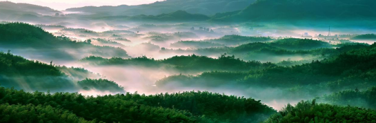 诗书画,金银铜奖